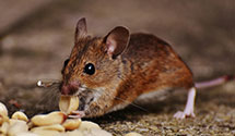 24 Hour & Emergency Exterminators in Orkney, KY